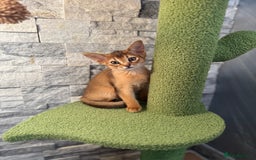 Abyssinian cats for sale: Last Pedigree abbysinian girl left! - Image 4