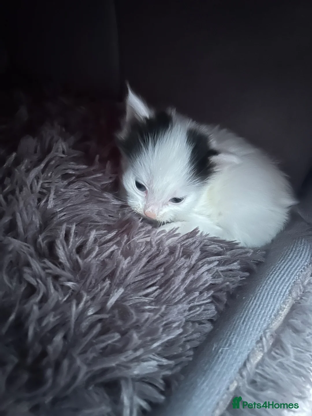 Mixed Breed cats for sale: Black and white kitten - Advert 5