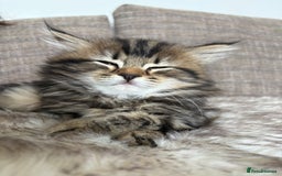 Bengal cats for sale: Bengal x Persian  - Image 1