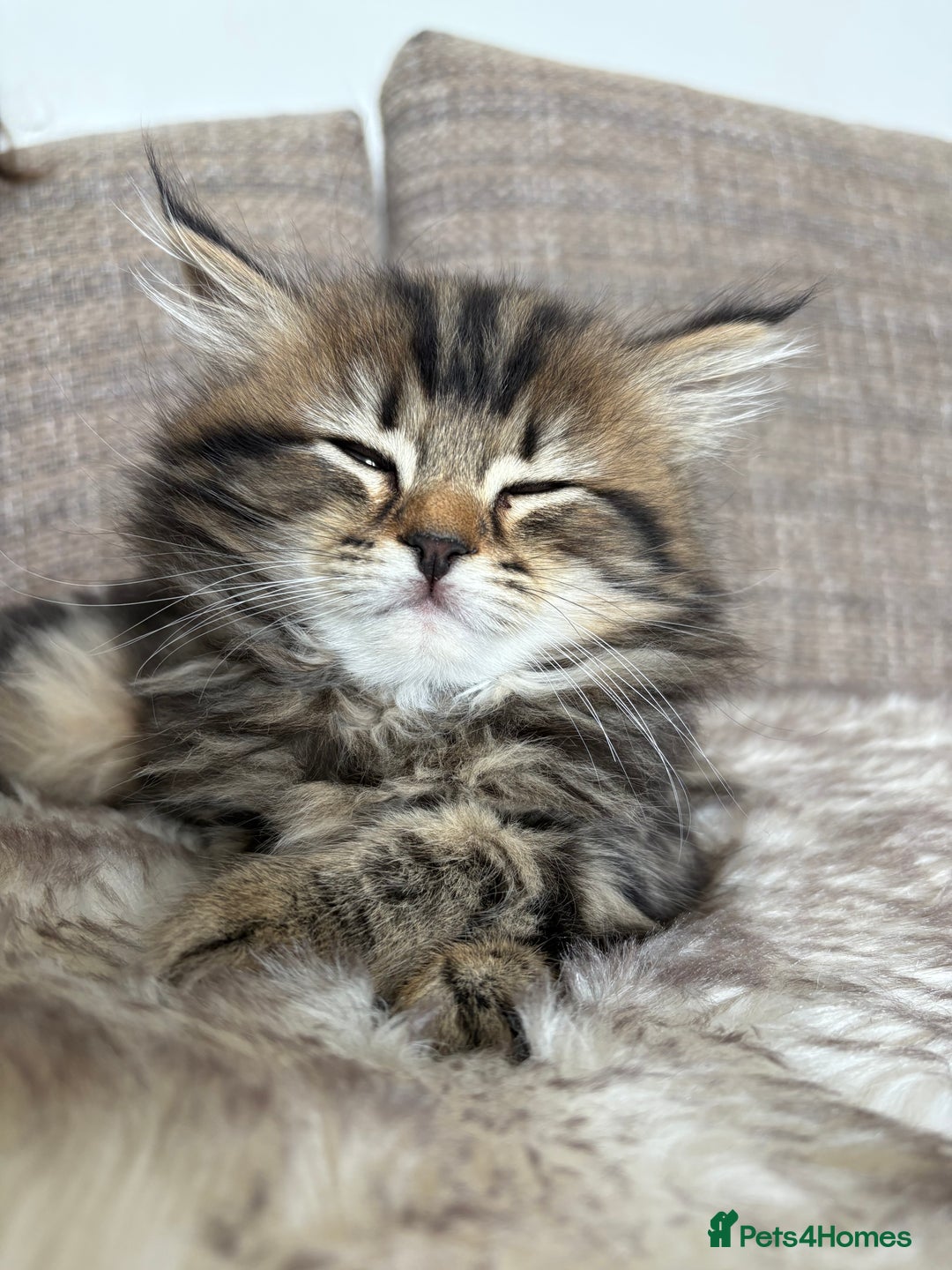 Bengal cats for sale: Bengal x Persian  - Image 1