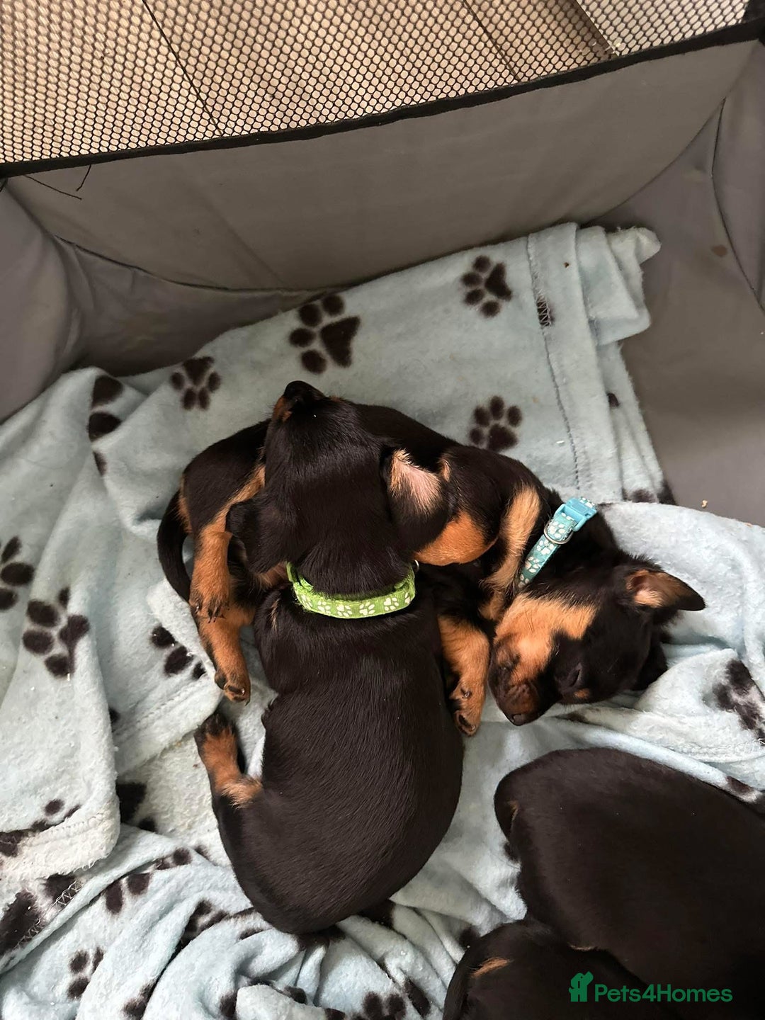 Mixed Breed dogs for sale: Dachshund X Yorkshire Terrier puppies  - Advert 2