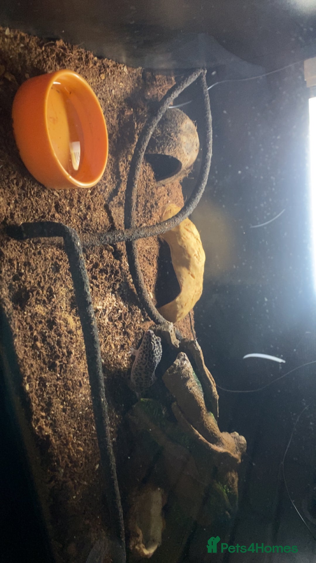 Leopard Gecko reptiles for sale: Leopard gecko and tank - Advert 2