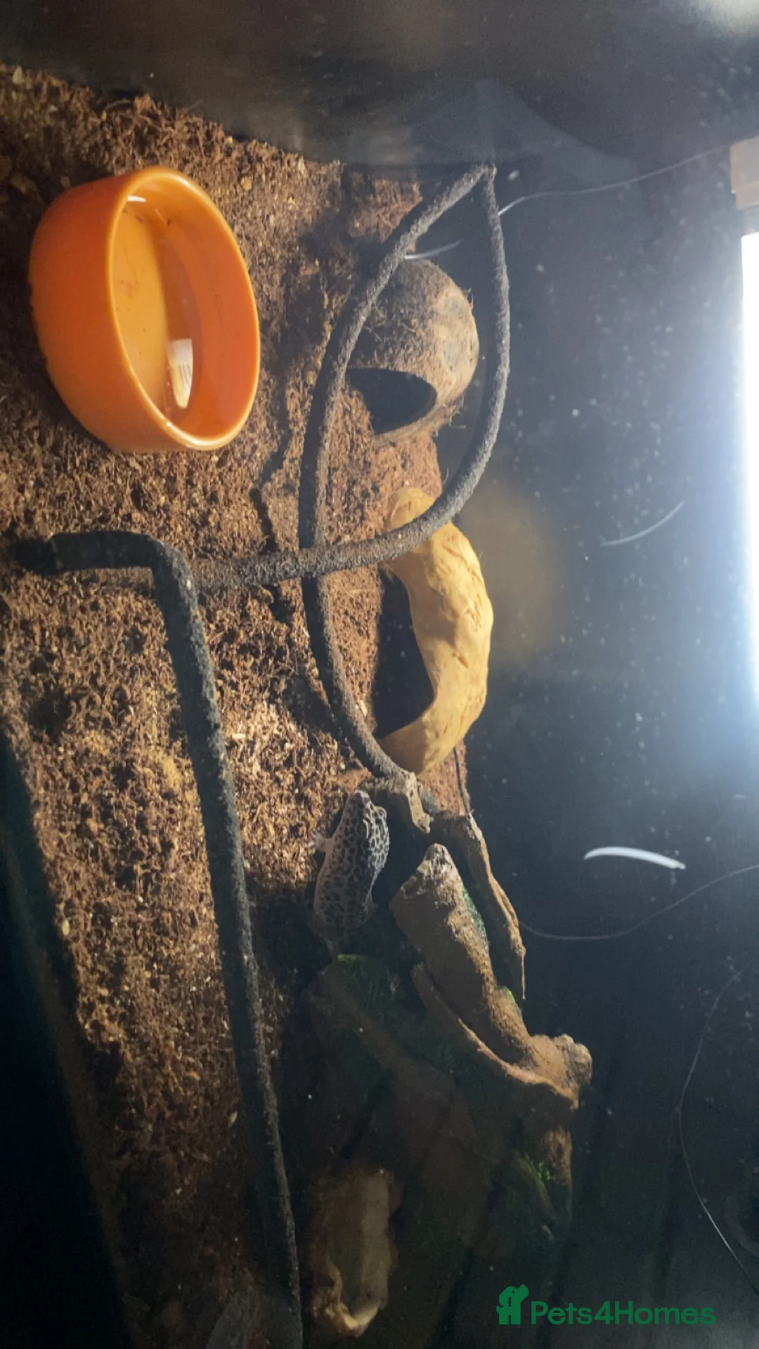 Leopard Gecko reptiles for sale: Leopard gecko and tank - Advert 2