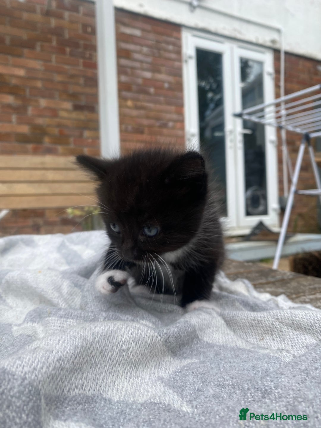 Mixed Breed cats for sale: Fluffy mixed tabby kittens  - Image 24