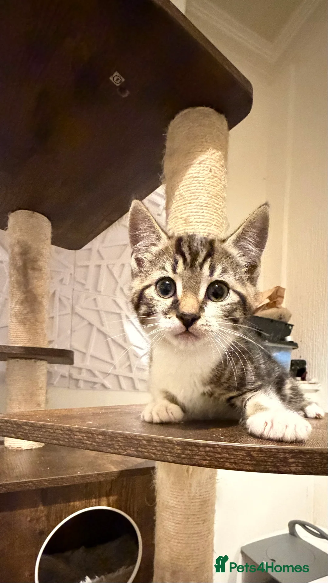 Mixed Breed cats for sale: Beautiful tabby kittens  - Advert 2