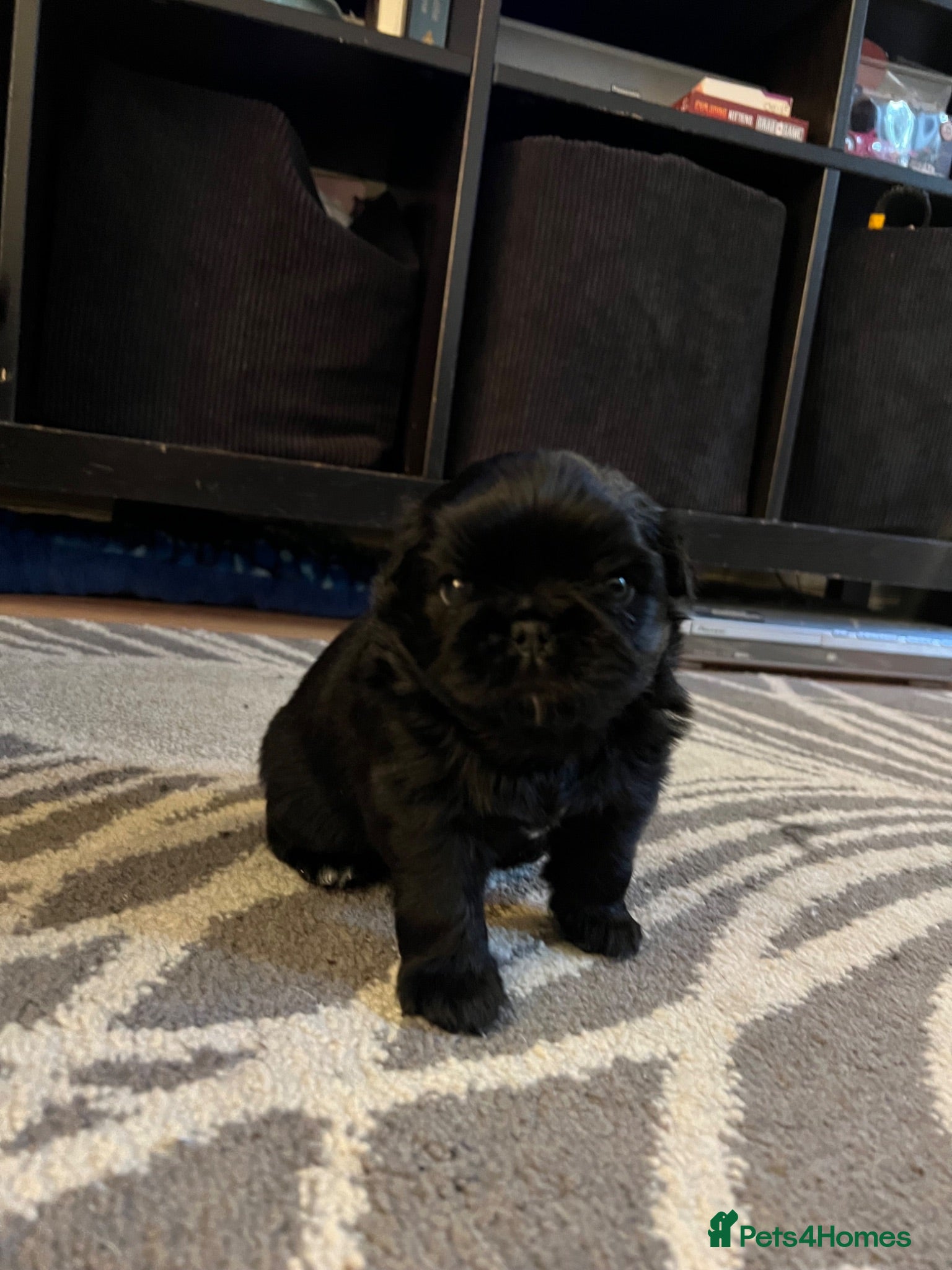Frug dogs Fluffy Frug Boy - Advert 18