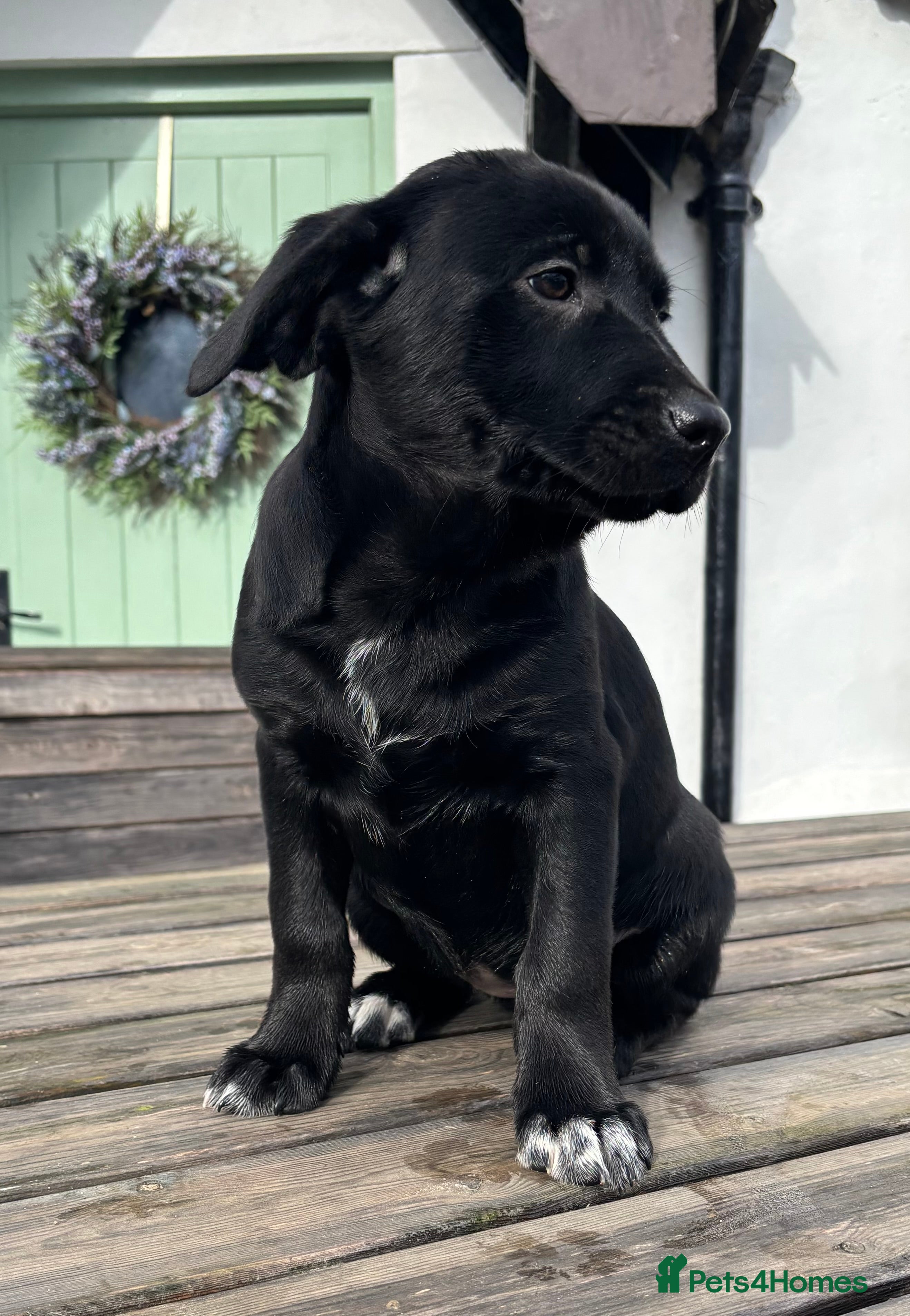 Borador dogs Gorgeous puppies - Advert 16