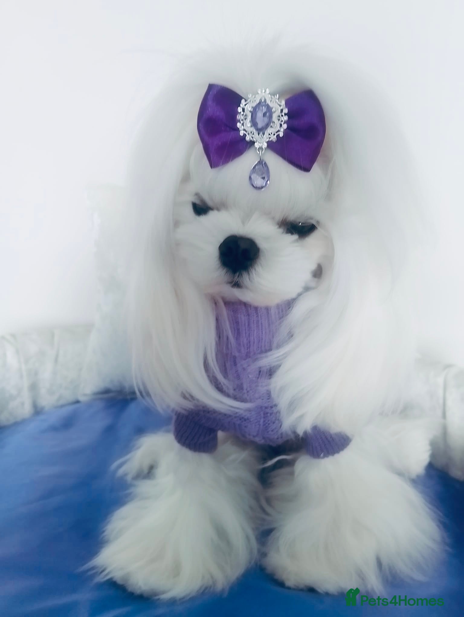 Maltese dogs 💜DNA health tested Tiny Korean Maltese boy💜 - Advert 2