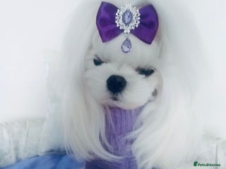 Maltese dogs 💜DNA health tested Tiny Korean Maltese boy💜 - Advert 2