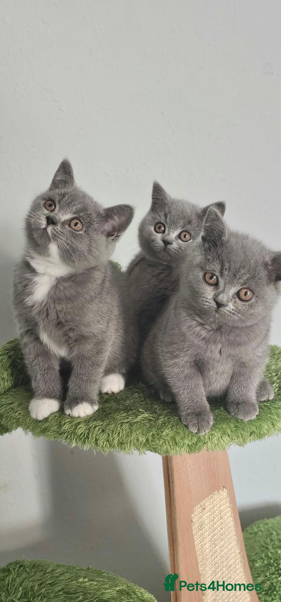 British Shorthair cats GCCF Registered British Shorthair Kittens - Advert 1