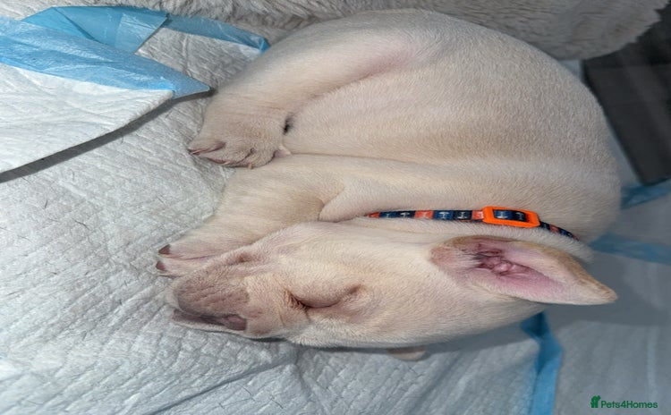 French Bulldog dogs - Advert 4