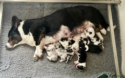 Welsh Corgi Cardigan dogs for sale: Show Quality KC Pedigree Corgi Cardigan Puppies  - Image 1