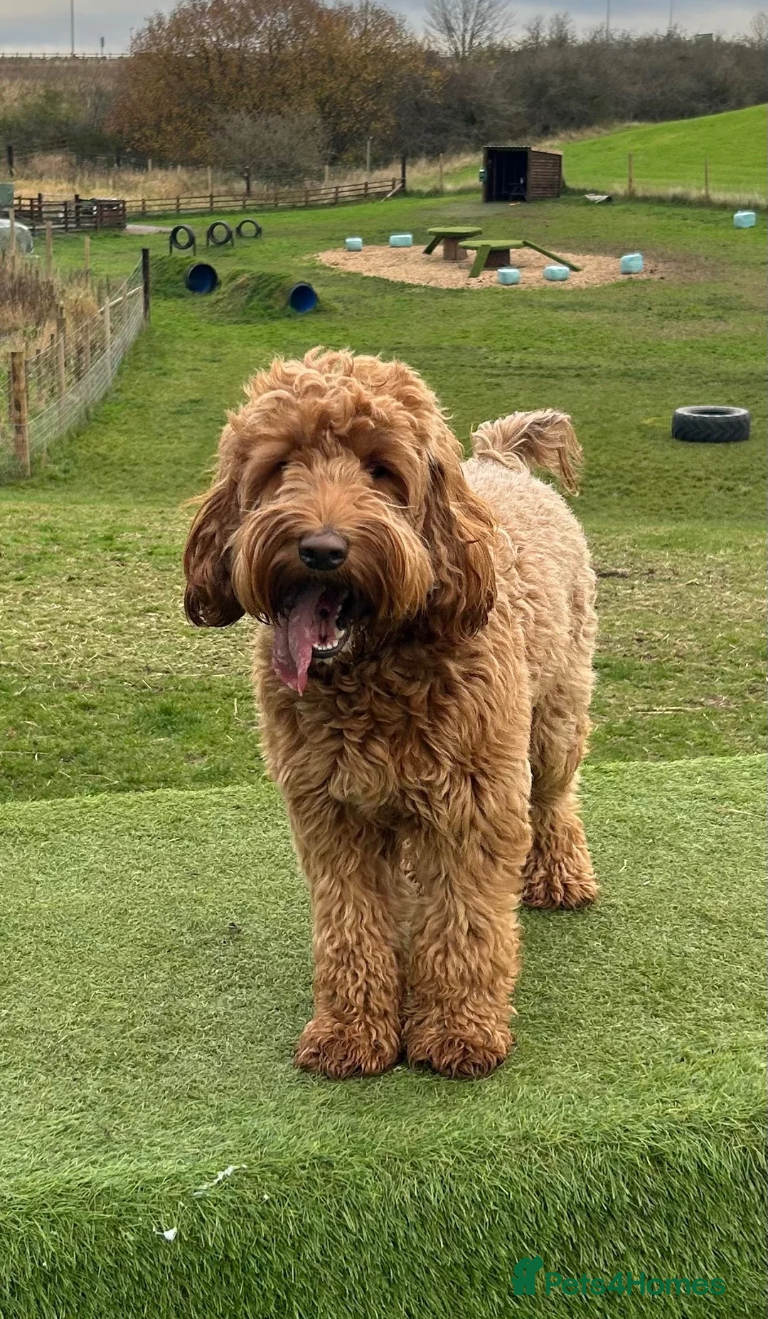 Australian Labradoodle dogs for sale: Australian labradoodle puppies expected soon. - Advert 2