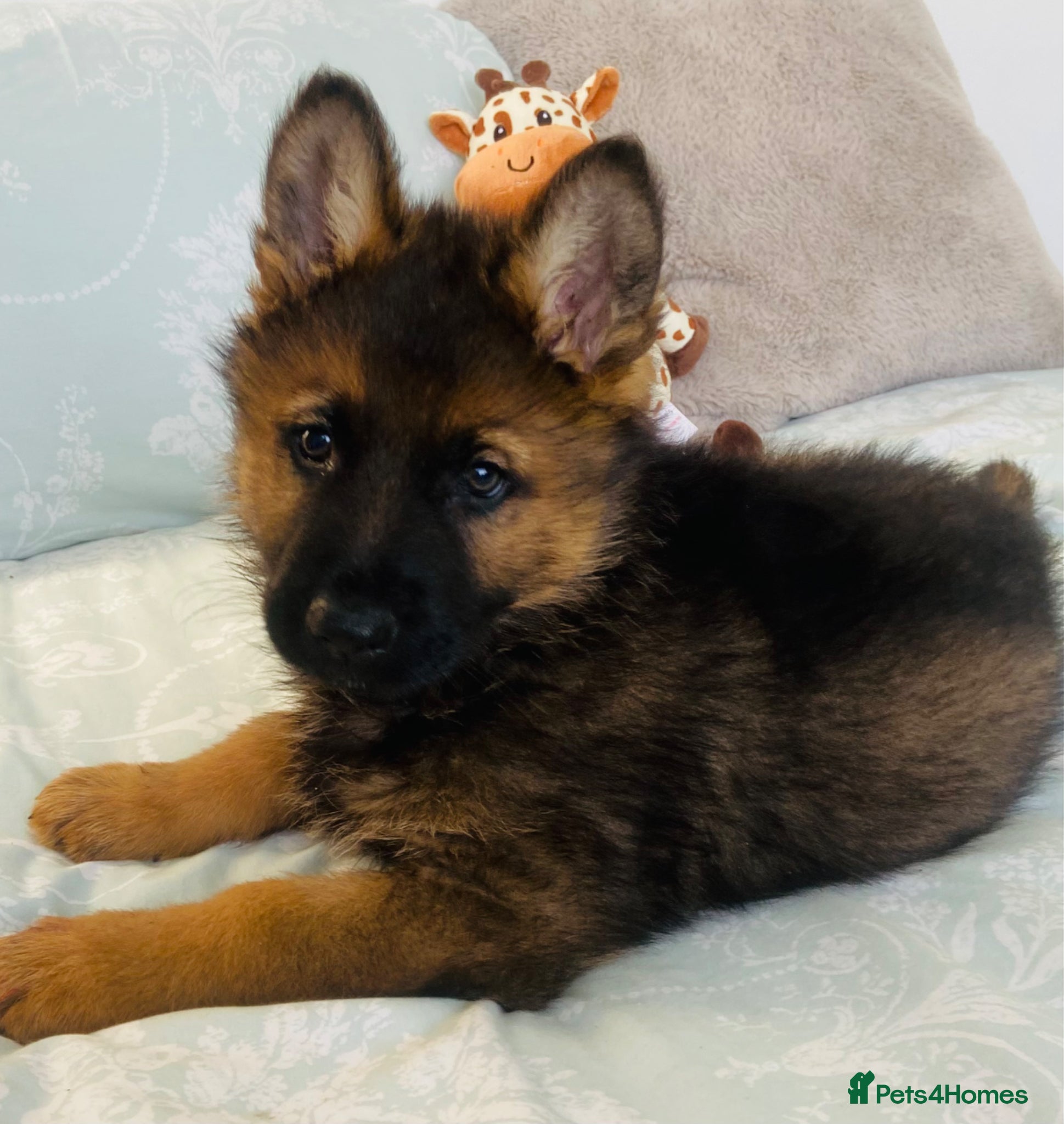 German Shepherd dogs German Shepard puppies ready to leave  - Advert 2