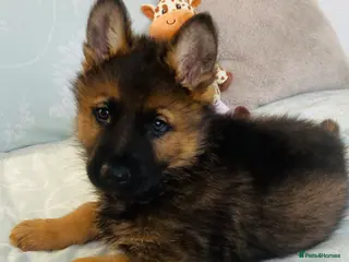 German Shepherd dogs German Shepard puppies ready to leave - Advert 2