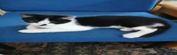 Mixed Breed cats for sale: Adorable Kittens Looking for Their Forever Homes  - Advert 5