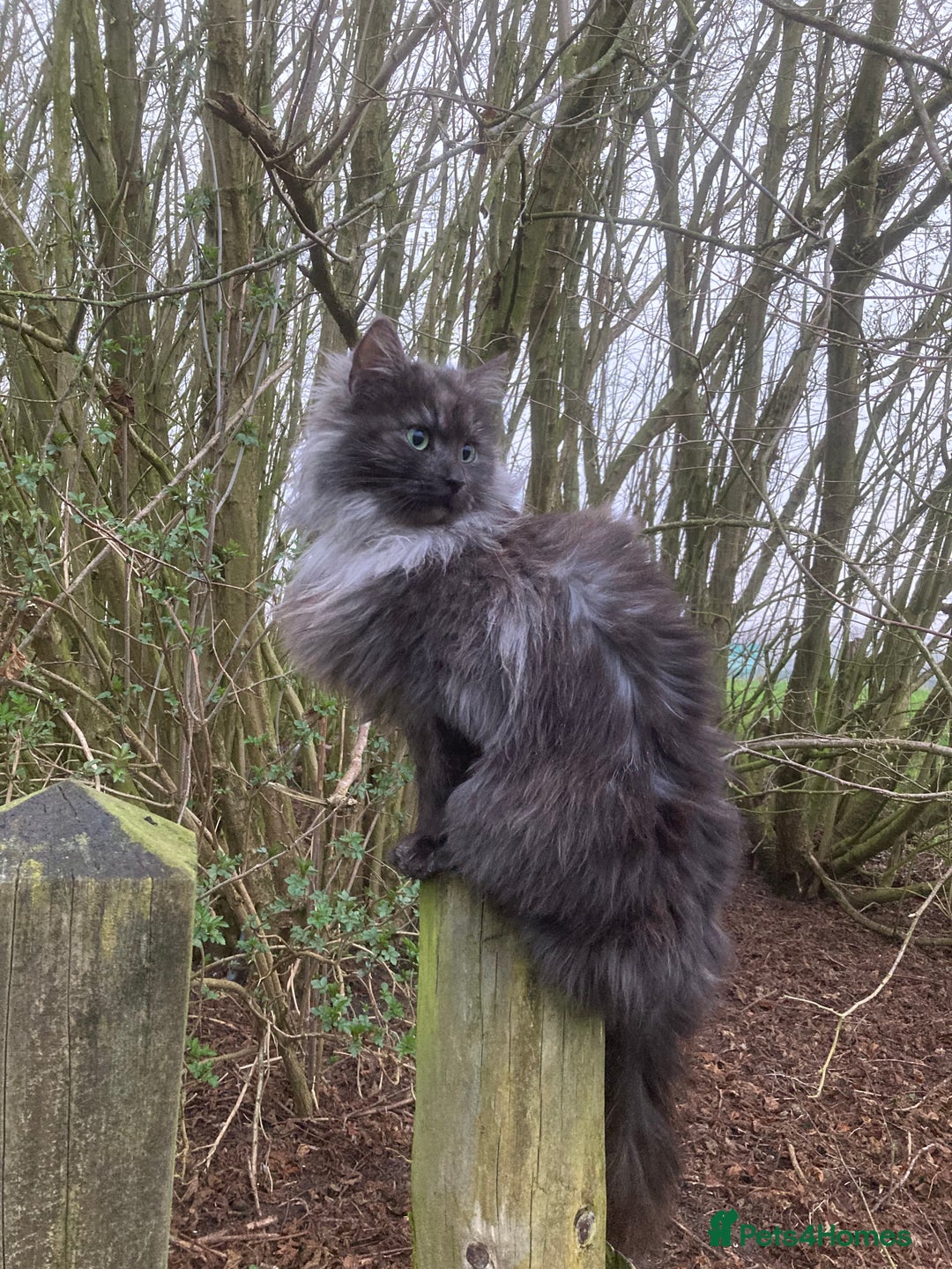 Ragdoll cats for sale: Lovely Kittens - Advert 21