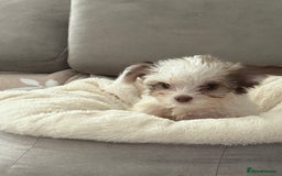 Chipoo dogs for sale: Chipoo puppies - Image 2