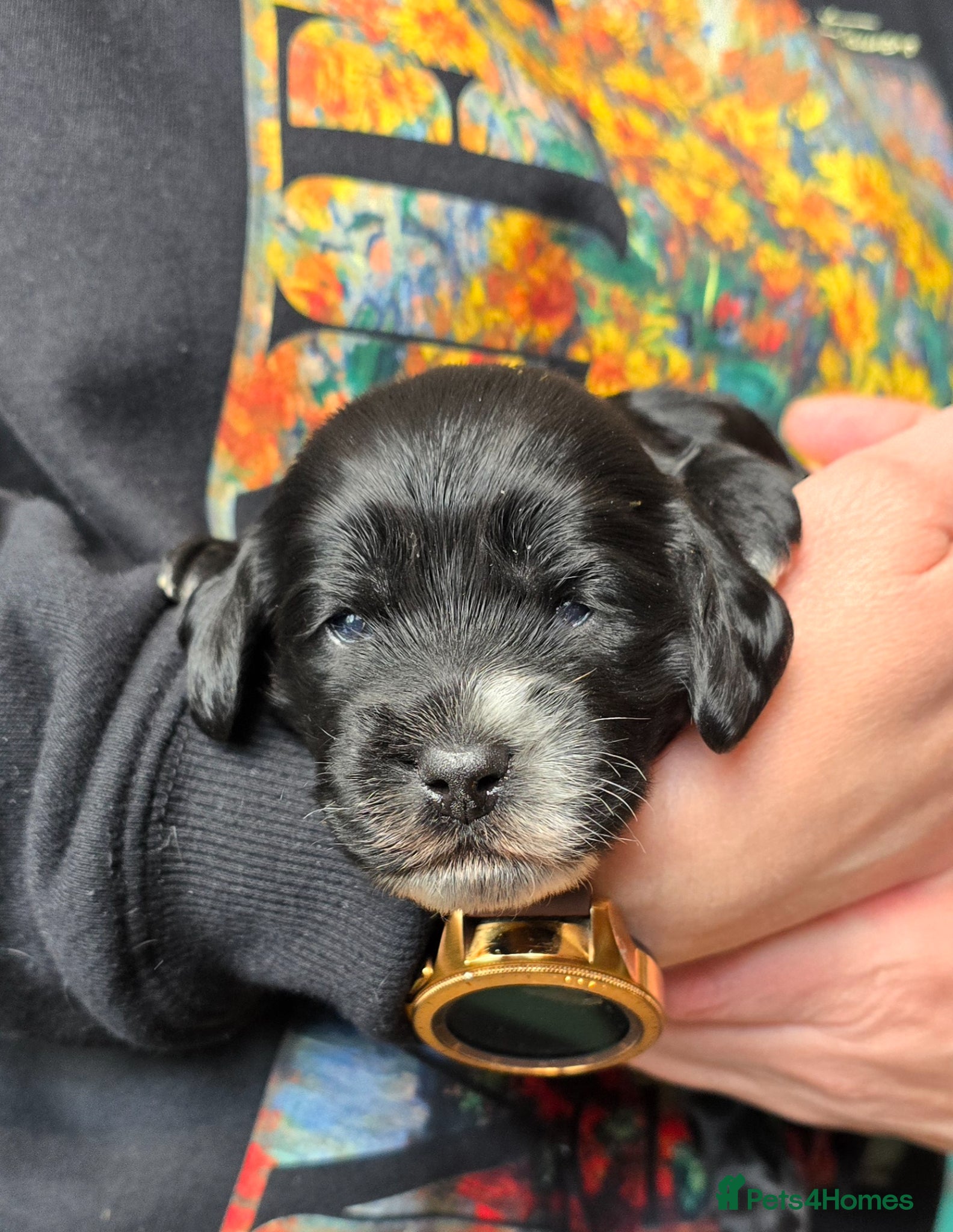 Cockapoo dogs F1 show type Cockapoo 5⭐️council licensed  - Advert 18