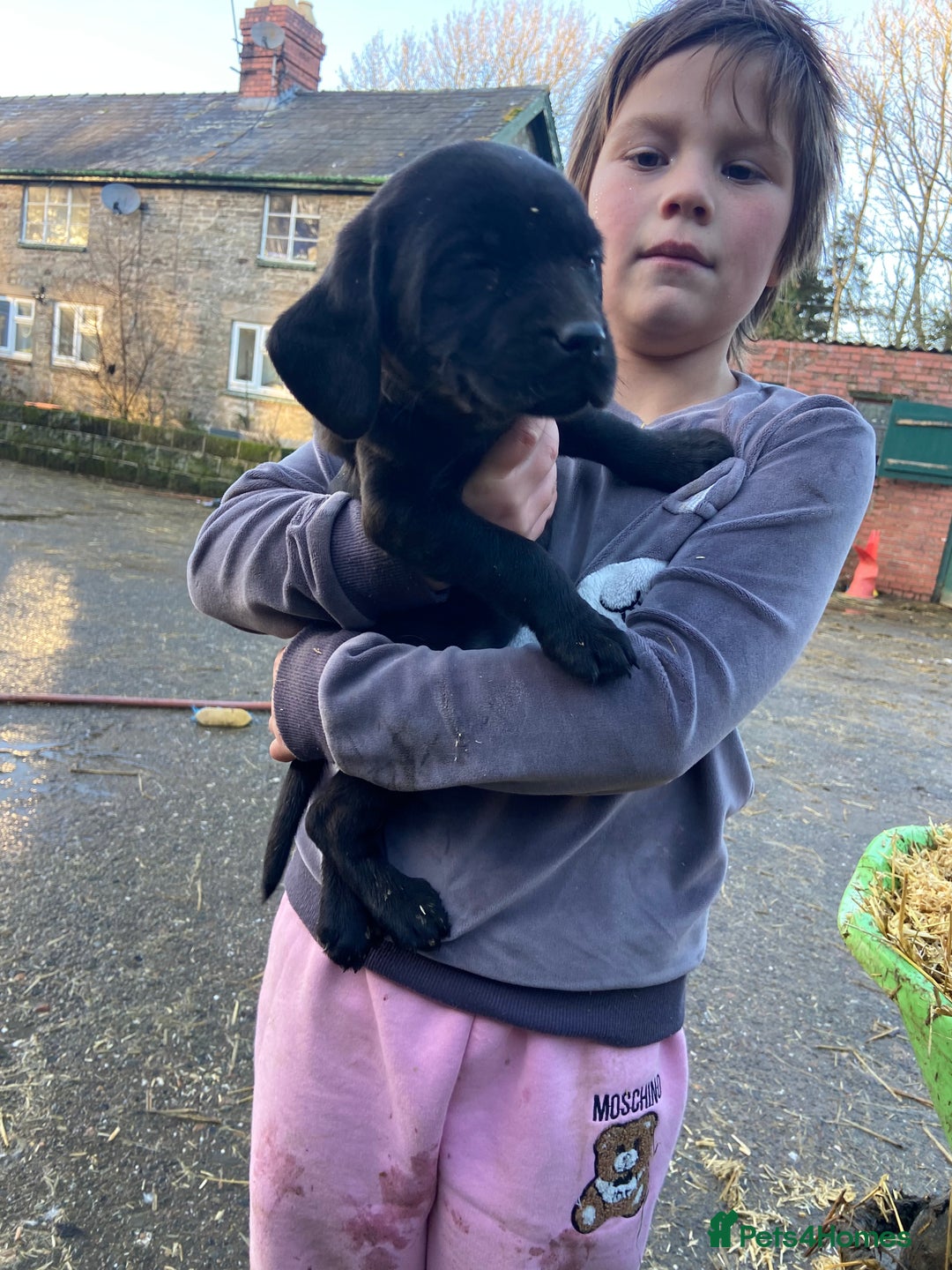 Labrador Retriever dogs for sale: 3 beautiful Labrador puppies for sale  - Advert 14