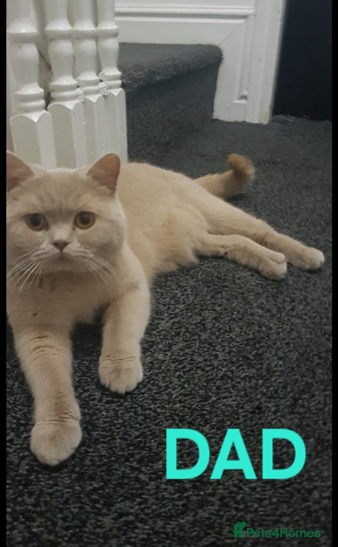 British Shorthair cats for sale: Stunning British Shorthair Kittens For Sale! - Advert 5