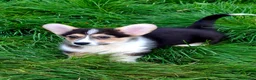 Welsh Corgi Pembroke dogs for sale: 1 boy 1 girl KC Pembroke Corgis  - Advert 9