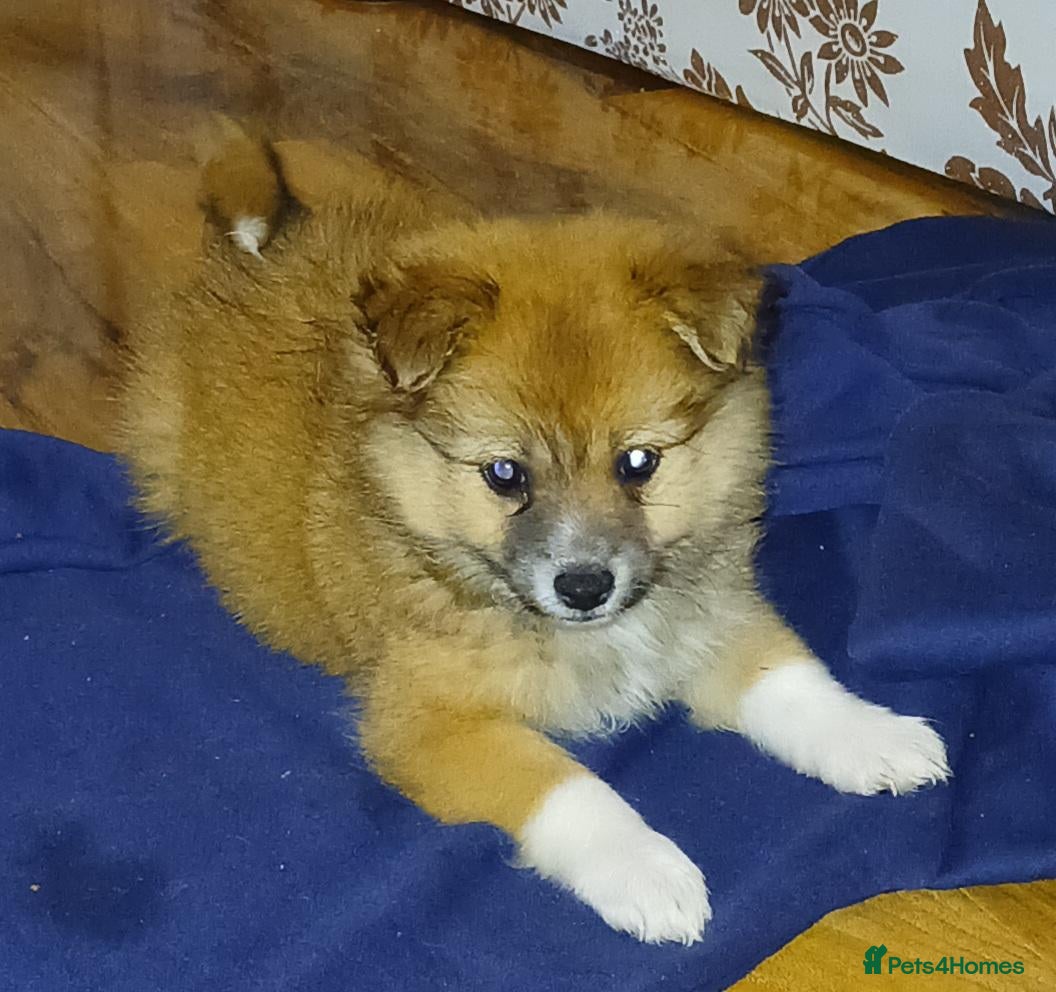 Mixed Breed dogs Pomeranian  - Advert 1