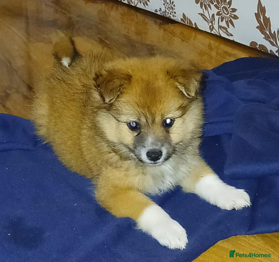 Mixed Breed dogs for sale: Pomeranian  - Advert 1