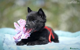 Schipperke dogs for sale: Puppy schipperke  - Image 4