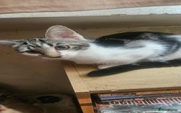 Mixed Breed cats for sale: 2 beautiful Turkish angora x Bengal  - Image 4