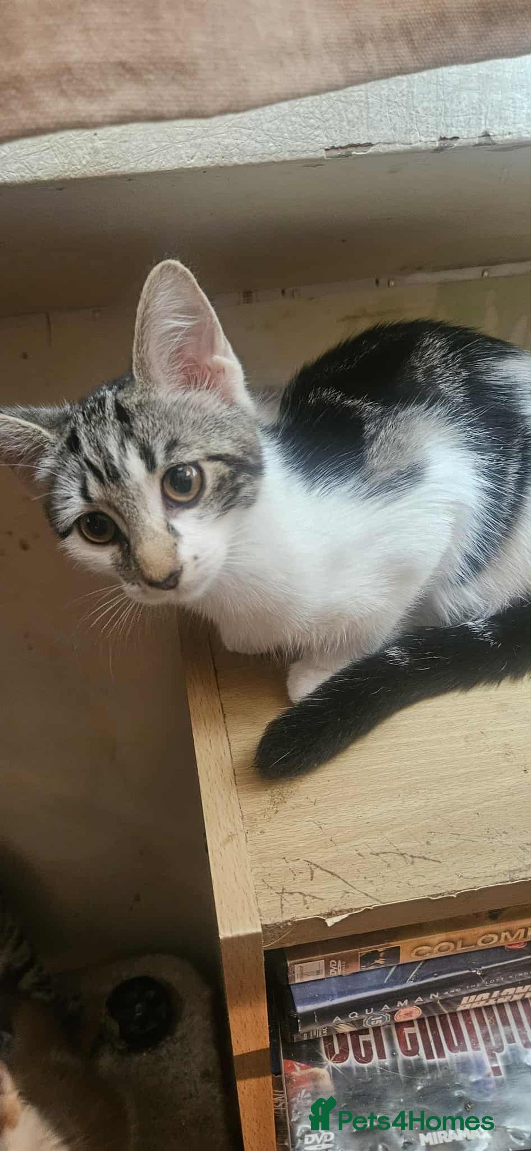 Mixed Breed cats for sale: 2 beautiful Turkish angora x Bengal  - Image 4