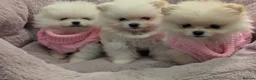 Pomeranian dogs for sale: Last little girl pomeranian puppy  - Advert 9