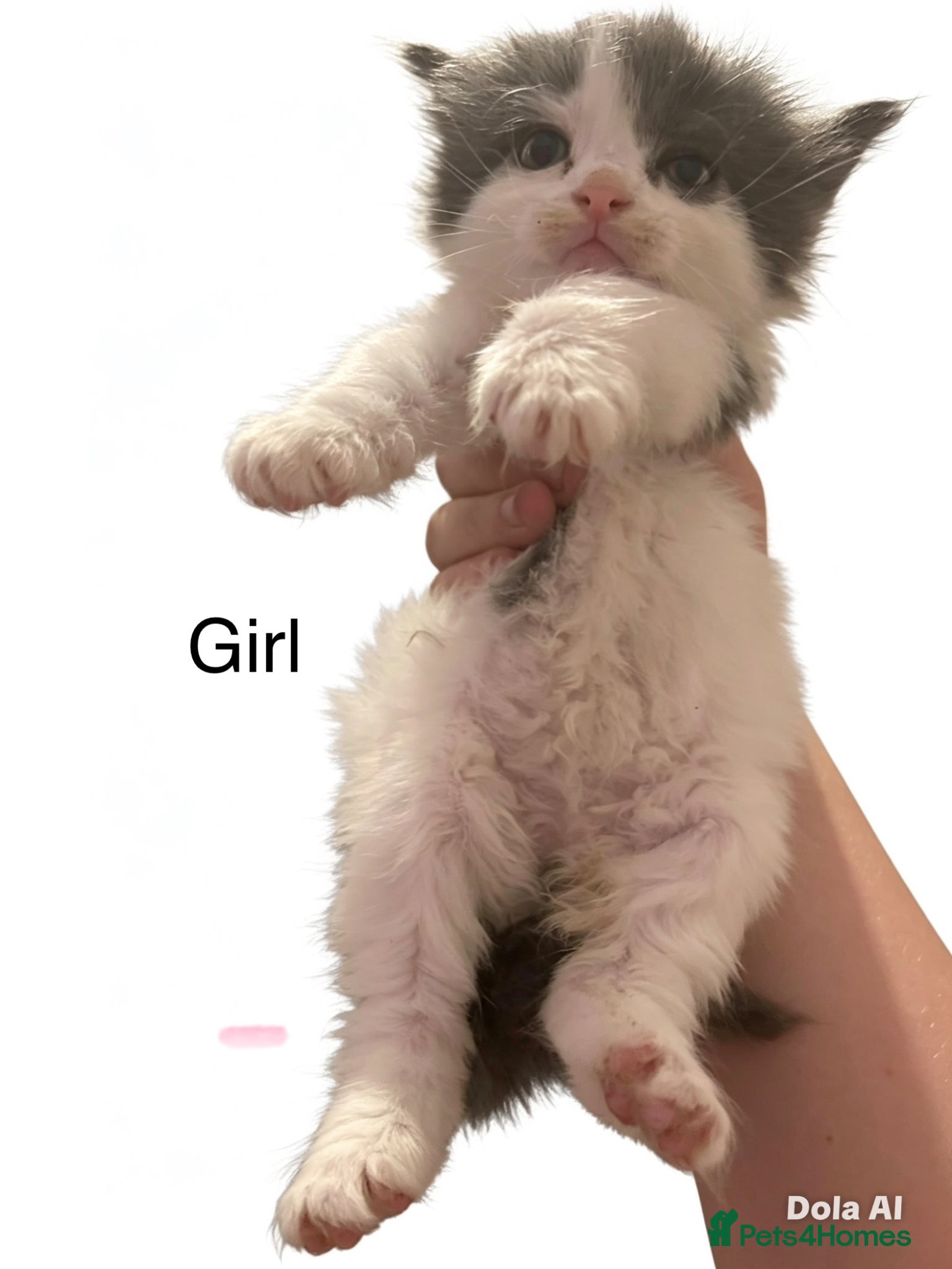 Mixed Breed cats Beautiful kittens - Advert 1
