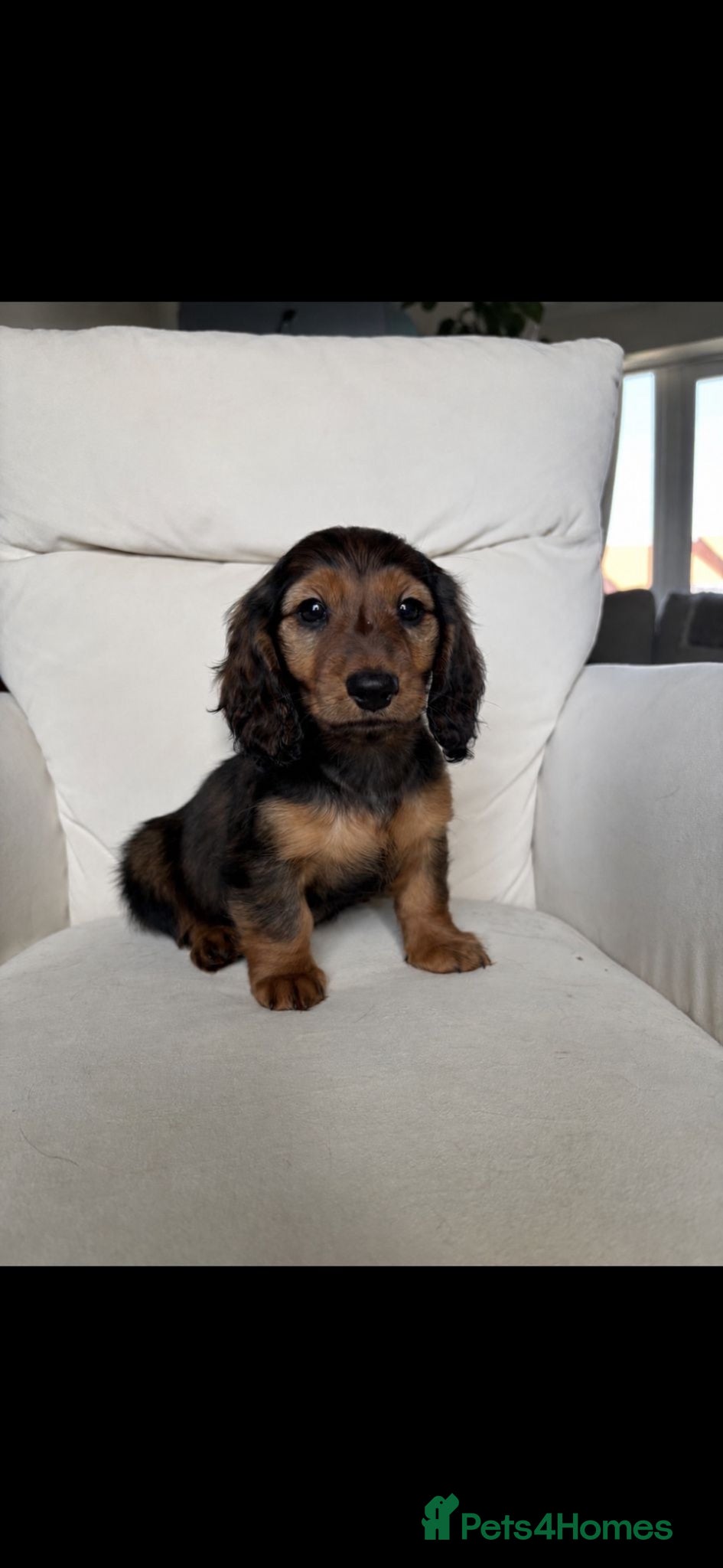 Miniature Dachshund dogs 1 shaded red long haired miniature dachshunds 🐶 - Advert 17