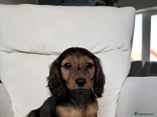Miniature Dachshund dogs 1 shaded red long haired miniature dachshunds 🐶 - Advert 17