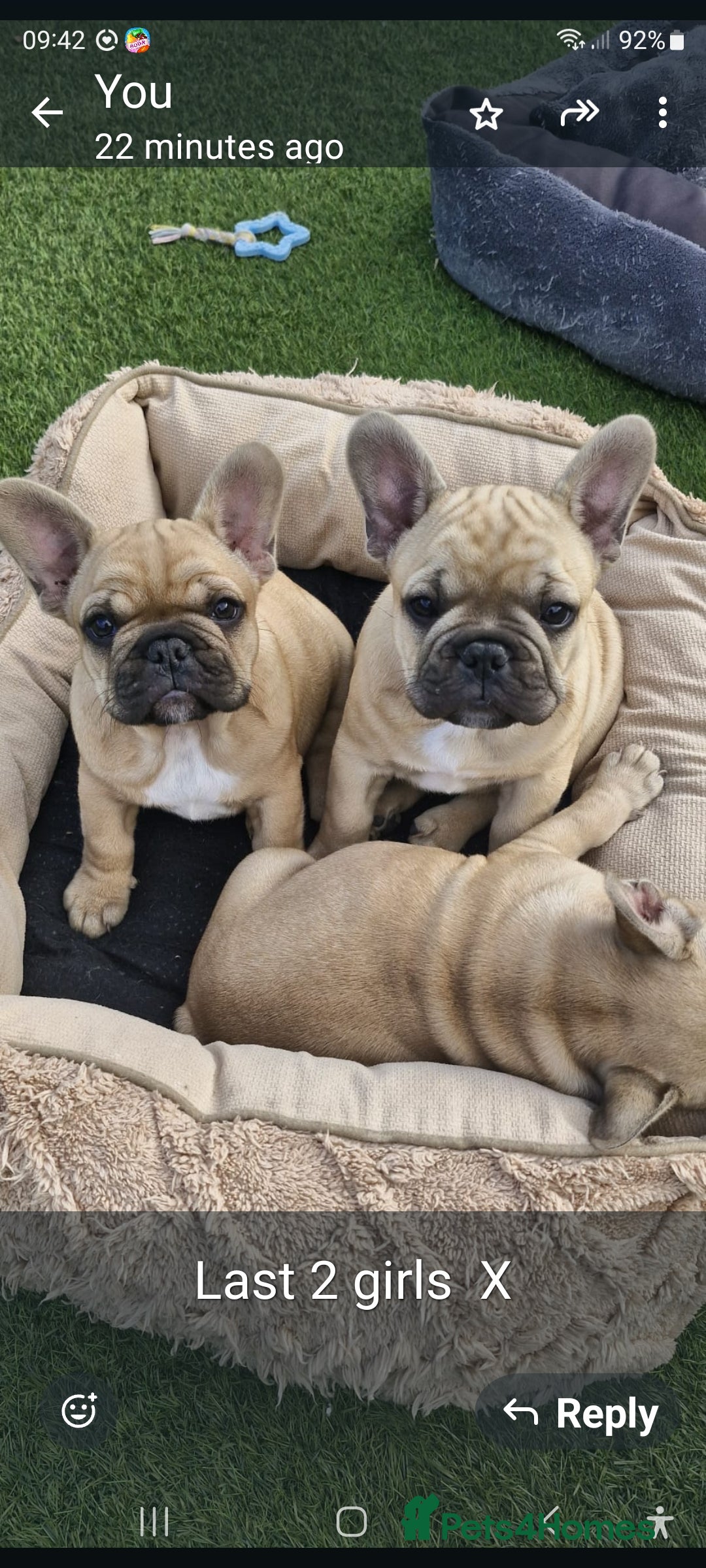 French Bulldog dogs for sale: French Bulldog puppies - Image 25