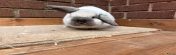 Mini Lop rabbits for sale: Seal point buck  - Advert 2