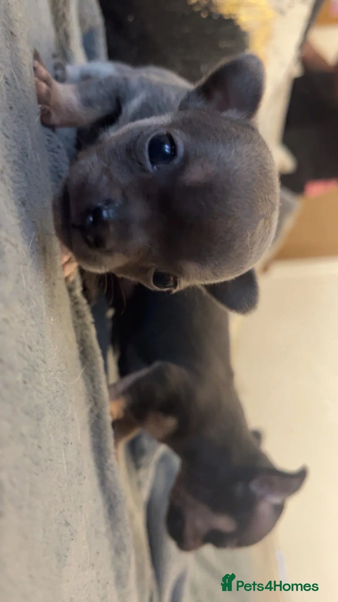 Chihuahua dogs for sale: Tiny stunning chihuahua puppies - Advert 2