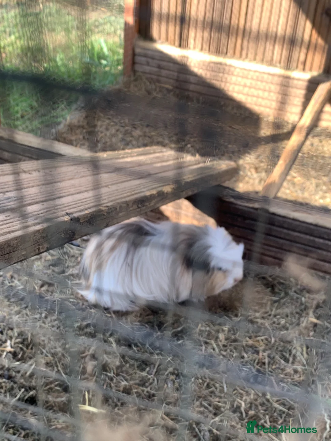 Guinea Pig rodents for sale: Loads of guinea pigs for sale - Advert 10