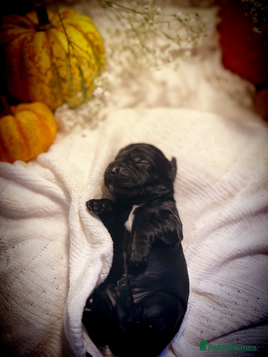 Cocker Spaniel dogs for sale: FAMILY RAISED SHOW TYPE COCKER SPANIEL PUPPIES - Advert 15