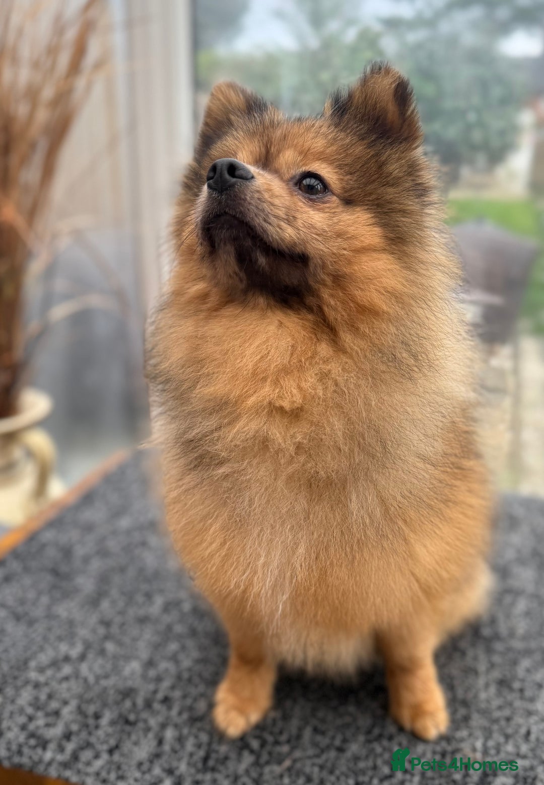 Pomeranian dogs for sale: Very fluffy Orange Sable Pomeranian boy  - Advert 27