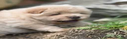 Chow Chow dogs for sale: Platinum chow chow  - Advert 16