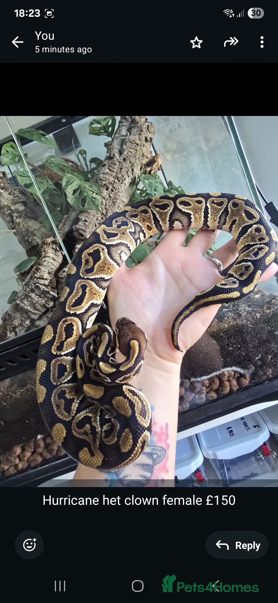 Python Snake reptiles for sale: Ball pythons - Image 2
