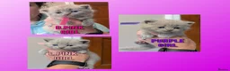 British Shorthair cats for sale: 5 Stunning Lilac Shorthair Kittens For Sale - Advert 12