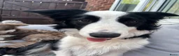 Border Collie dogs for sale: Alfie  - Advert 4
