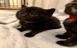 Mixed Breed cats for sale: 4 mixed breed female kittens  - Image 8