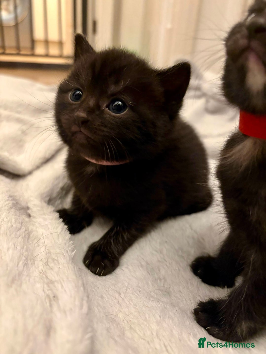 Mixed Breed cats for sale: 4 mixed breed female kittens  - Image 8