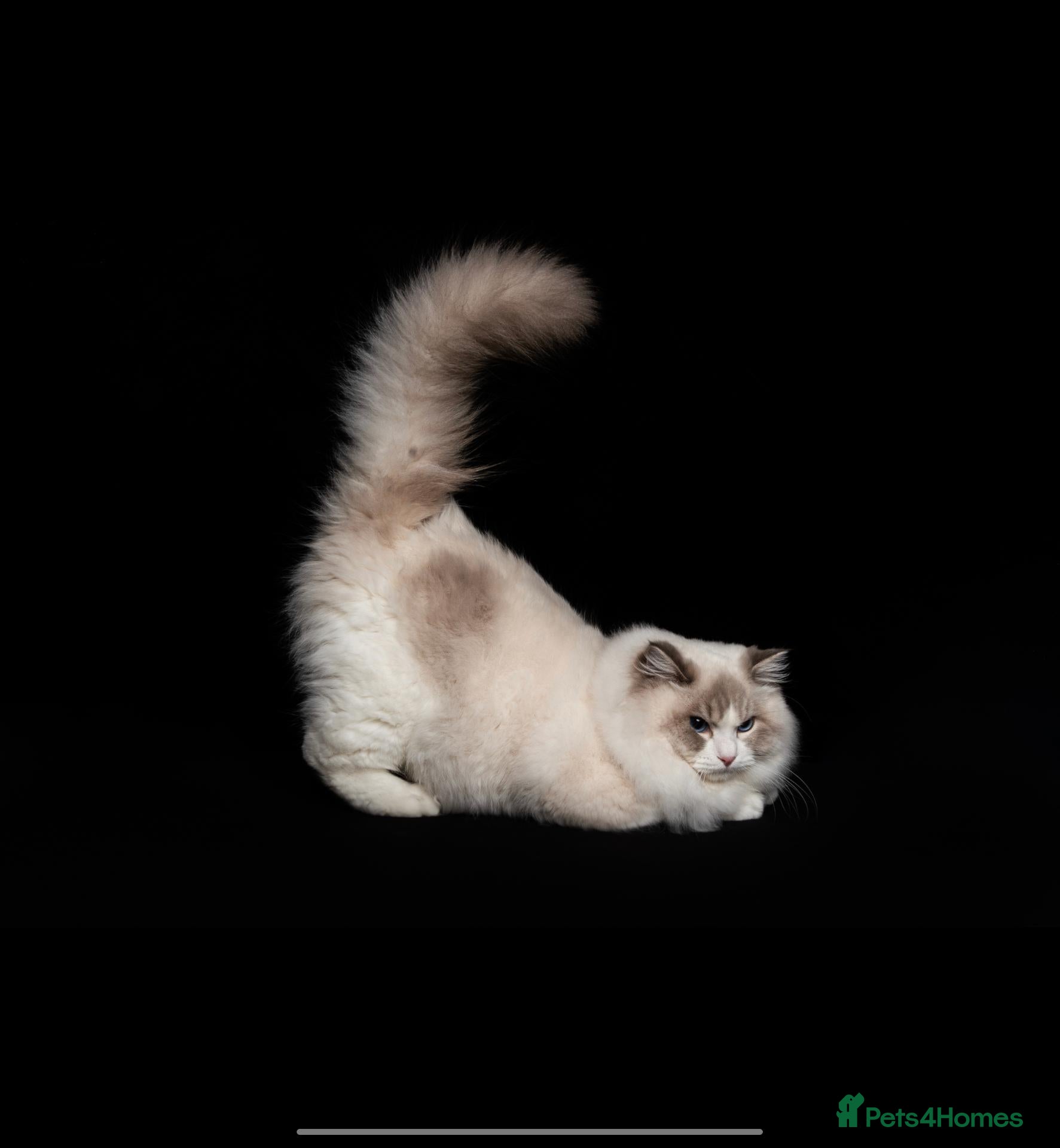 Ragdoll cats ACTIVE REGISTER BEST RAGDOLL IN UK BOY - Advert 2