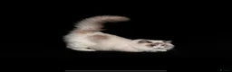 Ragdoll cats for sale: ACTIVE REGISTER BEST RAGDOLL IN UK BOY - Advert 2
