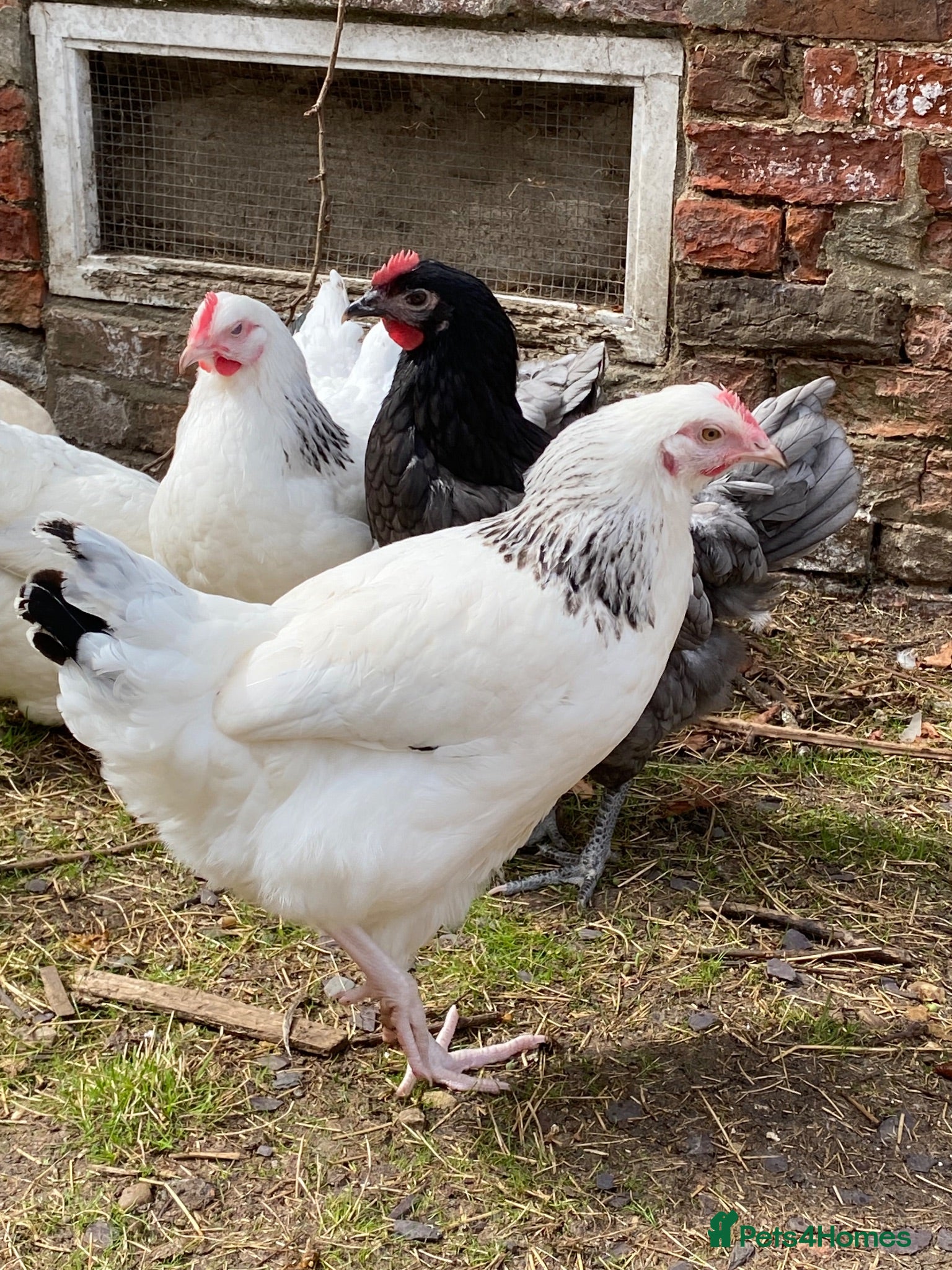 Chickens poultry Light Sussex Hens  - Advert 1